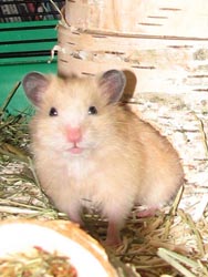 Goldhamsterrmännchen "Cremchen"